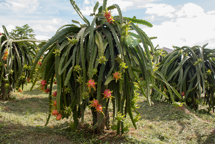 Pitahaya-Kaktusfrucht